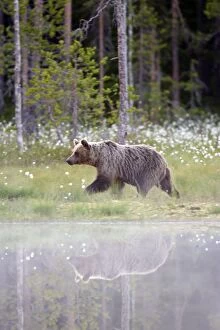 Images Dated 2nd July 2005: Brown Bear Kuhmo Finland