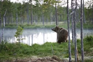 Images Dated 12th July 2005: Brown Bear Kuhmo Finland