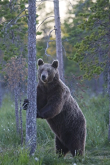 Images Dated 12th July 2005: Brown Bear Kuhmo Finland