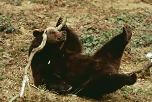 Intelligence Prints: Brown Bear LA 376 Playing with stick Ursus arctos © Jean-Michel Labat / ARDEA LONDON