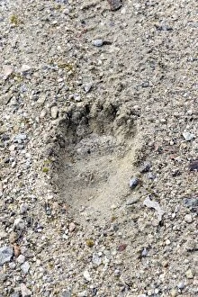Images Dated 26th April 2007: Brown Bear - paw print. Kuhmo - Finland
