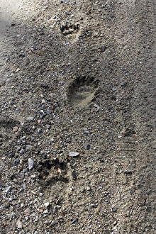 Images Dated 26th April 2007: Brown Bear - paw prints. Kuhmo - Finland