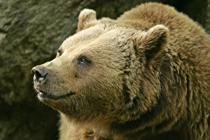 Images Dated 25th May 2006: Brown Bear portrait Bavaria, Germany