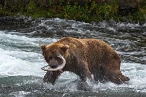 Images Dated 23rd June 2016: Brown Bear with Salmon fish (Salmo sp.) prey in its mouth