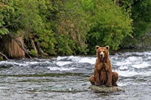 Brown Bear sitting on rock in river