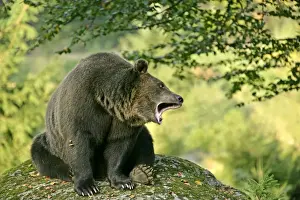 Brown Bear sitting on rock yawning Bavaria, Germany