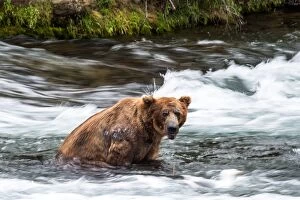 Brown Bear sitting in the water