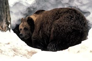 Brown Bear - In snow, entering cave for hibernation