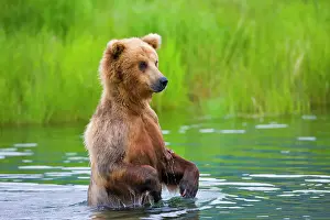 Brown Bear standing in Brooks River, Katmai National Park, Alaska, USA Date: 14-07-2012