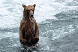 Brown Bear standing in the river dripping with water
