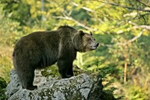 Images Dated 30th September 2006: Brown Bear standing on rock in forest Bavaria, Germany