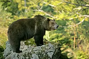 Bavaria Prints: Brown Bear standing on rock in forest Bavaria, Germany
