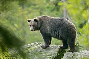 Brown Bear standing on rock in forest Bavaria, Germany