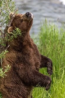 Brown Bear standing and scratching its back against a tree