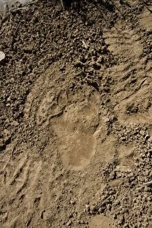 Brown Bear - track in wild