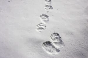 Images Dated 1st May 2007: Brown Bear - tracks in snow. Finland