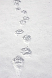 Images Dated 1st May 2007: Brown Bear - tracks in snow. Finland