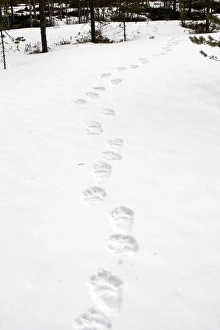 Images Dated 1st May 2007: Brown Bear - tracks in snow. Finland
