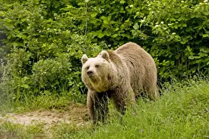 Strong Prints: Brown Bear - Transylvania