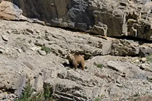 Indians Prints: Brown Bear - in wild - Zanskar - Jammu & Kashmir - India