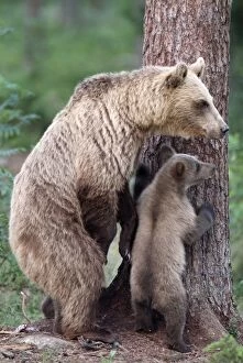 Brown Bear - With young at base of tree