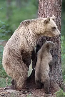Brown Bear - With young at base of tree