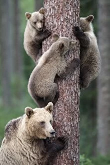 Images Dated 30th July 2005: Brown Bear - Young bears clinging on to tree