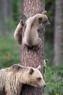 Images Dated 30th July 2005: Brown Bear - Young bears clinging on to tree