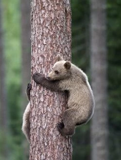 Brown Bear - Young clinging on to tree