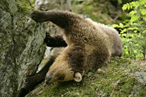 Images Dated 25th May 2006: Brown Bear young one rolling around playfully on a rock Bavaria, Europe