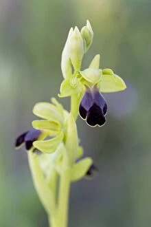 Images Dated 30th April 2008: Brown Bee Orchid