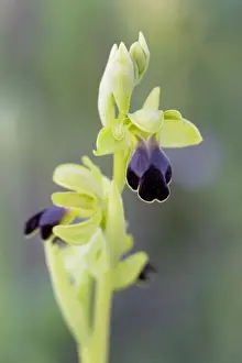 Soft Focus Prints: Brown Bee Orchid