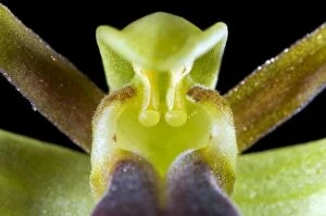 Images Dated 3rd May 2011: Brown bee orchid - close-up - paticular of anther