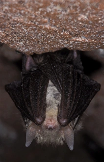 Images Dated 9th November 2011: Brown Big-eared Bat / Long-eared Bat - hibernation at cave - NP Bohemian forest - Czech Republic