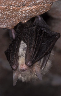Images Dated 9th November 2011: Brown Big-eared Bat / Long-eared Bat - hibernation at cave - NP Bohemian forest - Czech Republic