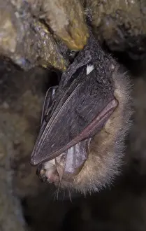 Hibernating Prints: Brown Big-eared Bat / Long-eared Bat - hibernation at cave - NP Bohemian forest - Czech Republic