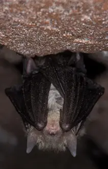 Brown Big-eared Bat / Long-eared Bat - hibernation at cave - NP Bohemian forest - Czech Republic