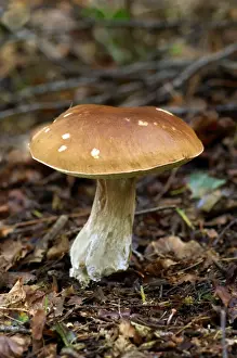 Bolete Prints: The Brown Birch Bolete is quite common in birch woodland during summer to autumn season