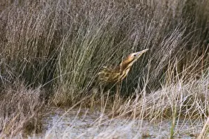 Bittern Prints: Brown Bittern Australia