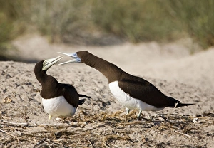 Images Dated 4th June 2006: Brown Boobies interacting A tropical marine species common along the northern coast of Australia