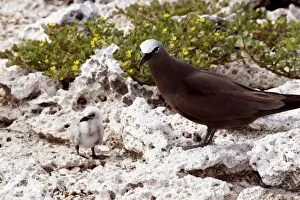 Images Dated 21st April 2005: Brown Booby - adult with chick. Indian ocean - Ile du Lys - Iles Glorieuses - Iles Eparses