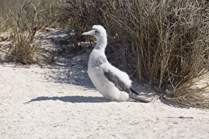 Images Dated 26th August 2008: Brown Booby - Chick on West Island in the Lacepedes, Kimberley coast, Western Australia