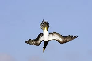 Brown Booby - diving