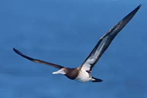 Booby Prints: Brown Booby - In flight - near West Island in the Lacepedes