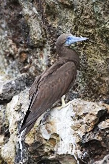 Booby Gallery: Brown Booby. Immature