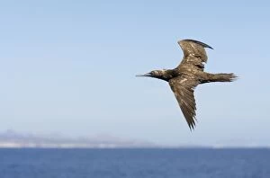 Booby Gallery: Brown Booby - immature in flight