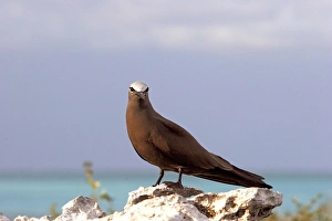 Images Dated 21st April 2005: Brown Booby. Indian ocean - Ile du Lys, Iles Glorieuses, Iles Eparses