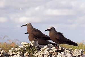 Images Dated 21st April 2005: Brown Booby. Indian ocean - Ile du Lys, Iles Glorieuses, Iles Eparses