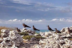 Images Dated 21st April 2005: Brown Booby. Indian ocean - Ile du Lys - Iles Glorieuses - Iles Eparses