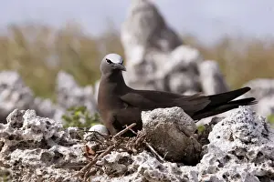 Boobie Prints: Brown Booby. Indian ocean - Ile du Lys - Iles Glorieuses - Iles Eparses